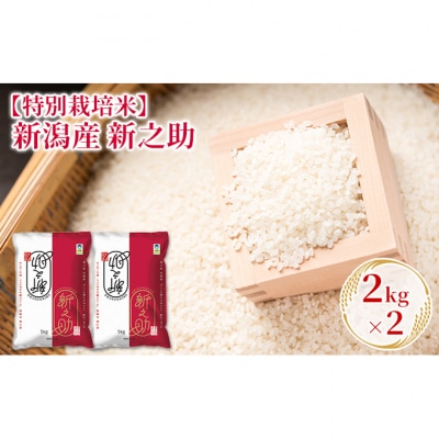 【特別栽培米】新潟産新之助 2kg×2 [54070975]