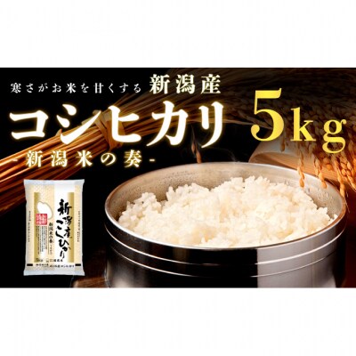 新潟産コシヒカリ 5kg 米 精米[54071203]