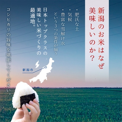 無洗米新潟産コシヒカリ5kg×5[54071331]