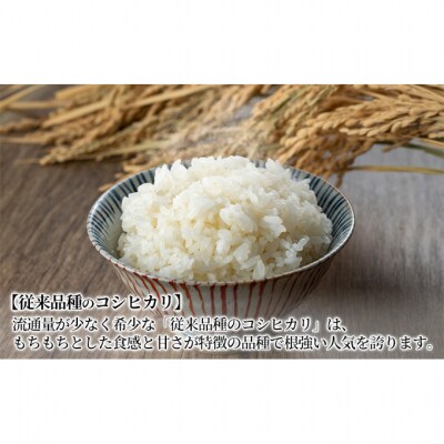 【令和7年産】新潟産 コシヒカリ精米5kg「従来品種」[54071049]