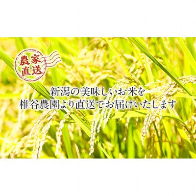 【令和7年産】新潟産 コシヒカリ精米5kg「従来品種」[54071049]