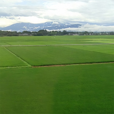 新潟市産コシヒカリ 白米5kg[54071016]