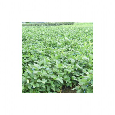 くろさき茶豆1.2kg 2026年 先行予約 [54071043]