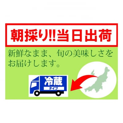 くろさき茶豆1.2kg 2026年 先行予約 [54071043]