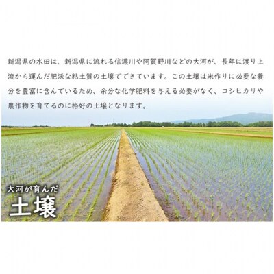 有機栽培米 新潟産コシヒカリ5kg [54071457]