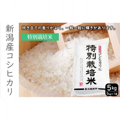 特別栽培米新潟産コシヒカリ5kg[54071585]