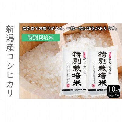 特別栽培米新潟産コシヒカリ10kg[54071586]