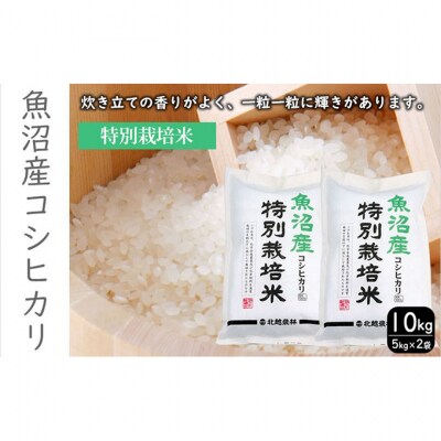 特別栽培米新潟県産コシヒカリ10kg[54071588]