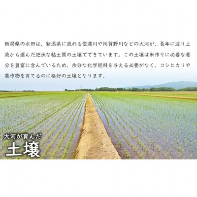 特別栽培米新潟県産コシヒカリ10kg[54071588]