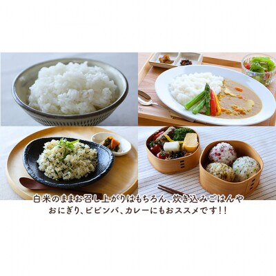 特別栽培米コシヒカリ 寿々喜米 5kg(精米)[54071146]