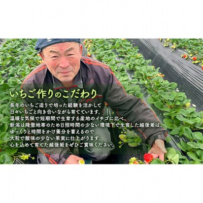 【予約受注】2026年2月下旬より発送新潟県産越後姫3L　12粒入り [54071260]