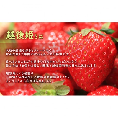 【予約受注】2026年2月下旬より発送　新潟県産越後姫2L　15粒入り [54071261]