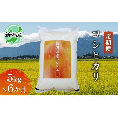 【毎月定期便】新潟産コシヒカリ 5kg お米 [54071122]全6回