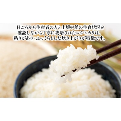 【毎月定期便】新潟産コシヒカリ 5kg お米 [54071122]全6回
