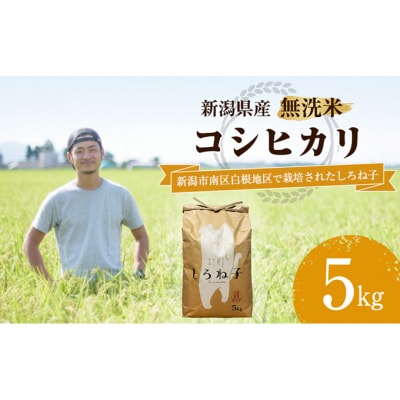 【令和6年産】こしひかり 無洗米 5kg 新潟産 [54071190]