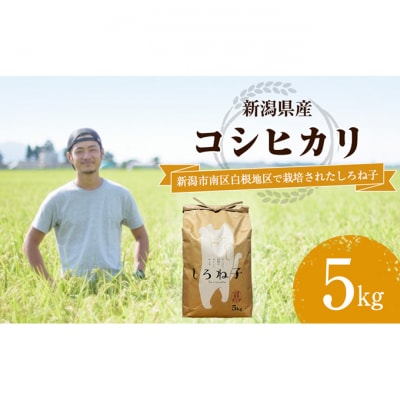 【令和6年産】こしひかり 精米 5kg 新潟産 [54071191]