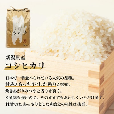 【令和6年産】こしひかり 精米 5kg 新潟産 [54071191]