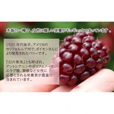 ボイセンベリー　スティックジュレ ベリー [54071371]