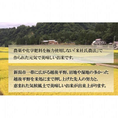 令和7年産 新潟米杜氏コシヒカリ精米5kg[54071433]