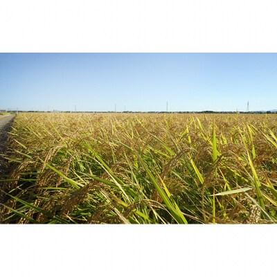 新潟コシヒカリ5kg(ひかりっこ米)精米 [54071399]