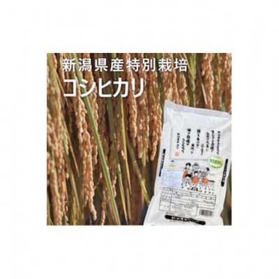 特別栽培米 新潟コシヒカリ5kg 精米 [54071400]