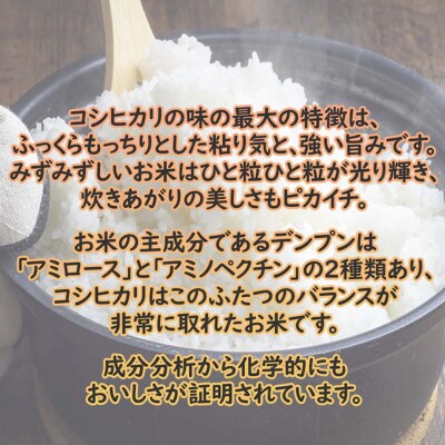 新潟産コシヒカリ10kg (5kg×2)[54071469]