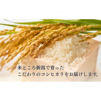 R7年産米 新潟産コシヒカリ5kg[54071599]
