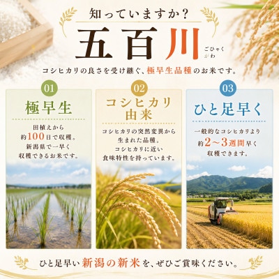 令和8年産新米新潟産五百川10kg(5kg×2本)[54072414]