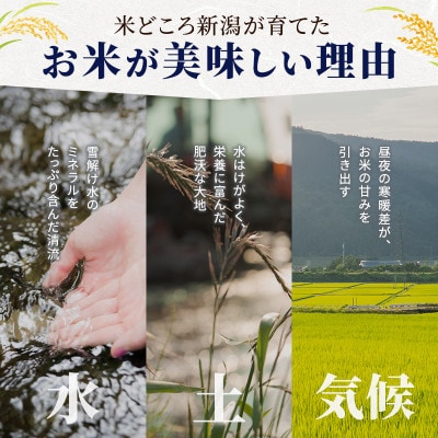 令和8年産新米新潟産五百川10kg(5kg×2本)[54072414]