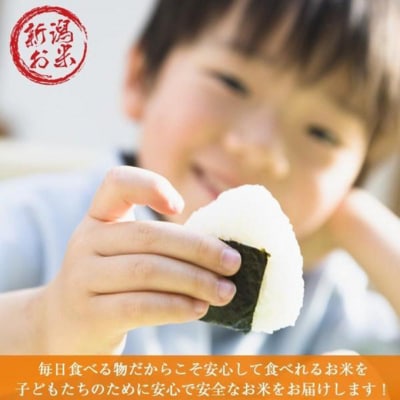 令和7年産 新之助 しんのすけ 20kg (5kg×4袋)[54071551]