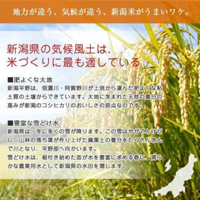 令和7年産 新之助 しんのすけ 20kg (5kg×4袋)[54071551]