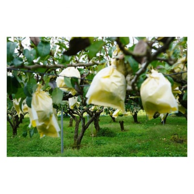 入浴剤 ル・レクチェの湯 20個セット[54071631]