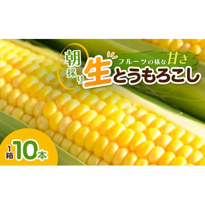とうもろこし 10本/箱  朝採[54072214]