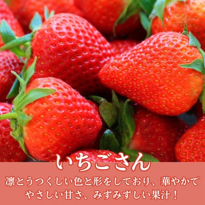 【先行予約】白石町産 淡雪&さがほのか&いちごさん 3品種 食べ比べセット 計890g (白石町)