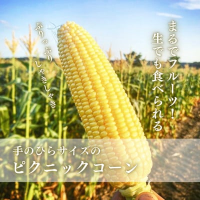 令和6年産 北海道名寄産ピクニックコーン 11～13本 2024年8月中旬より順次発送