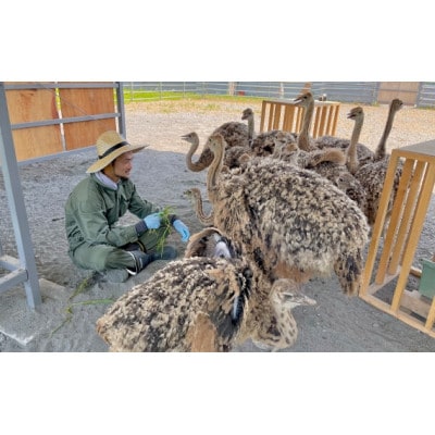 国産オーストリッチ外モモ肉　1.4kg◆ダチョウ肉