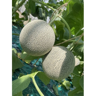 【令和8年産先行予約】美里町産「タカミメロン」1箱(5kg入)