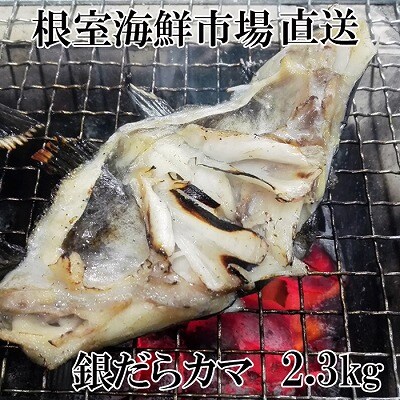 yNzzCNsꁃ₾J}2.3kg A-28141