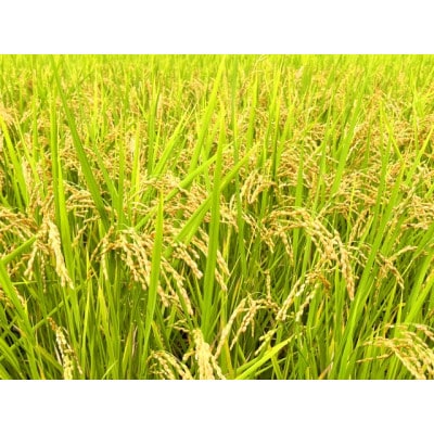 ならはう米GABA+ 4kg(2kg×2袋)福島県楢葉町天のつぶ　精米