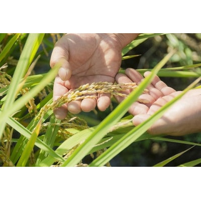 楢葉う米天のつぶ(精米)2kg×2袋