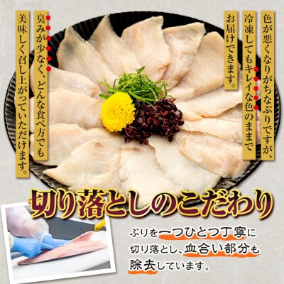 訳あり 養殖ブリの切り落とし 1.5kg 南予ビージョイ D017-150007