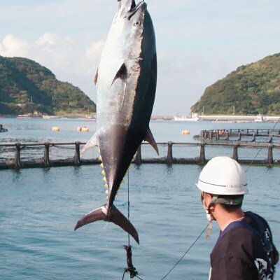 だてまぐろ詰合せ 赤身 中トロ 切落し 辻水産 D024-062005