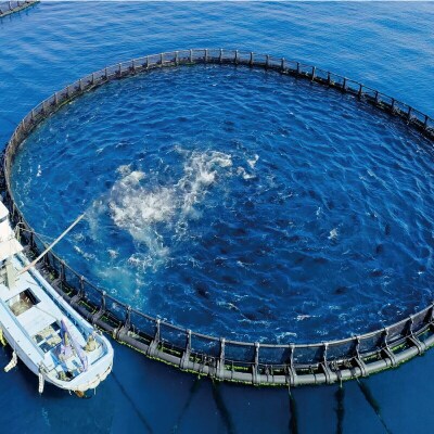 だてまぐろ詰合せ 赤身 中トロ 切落し 辻水産 D024-062005