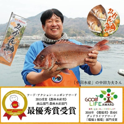 みかん鯛 お刺身の柵 2節 半身分 宇和島プロジェクト D012-071001