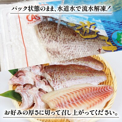 遊子の真鯛セット 愛媛県漁業協同組合 遊子支所 D012-022004