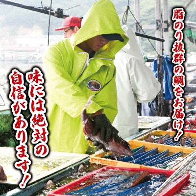 遊子の真鯛セット 愛媛県漁業協同組合 遊子支所 D012-022004