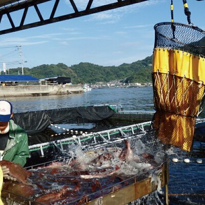 真鯛 炊き込み鯛めし 詰合せ 辻水産 D012-062003