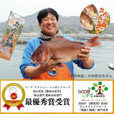 みかん鯛 お刺身の柵 4節 1尾分 宇和島プロジェクト D022-071004