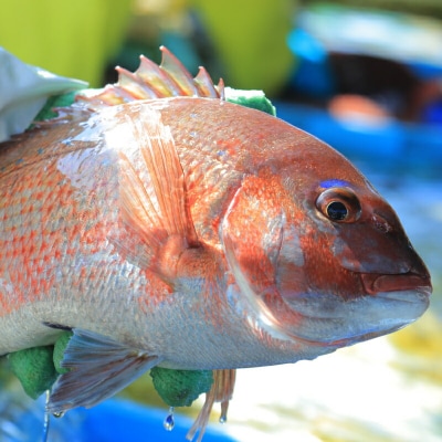 遊子の海の幸セットA (真鯛・ハマチ) 愛媛県漁業協同組合 遊子支所 D018-022001