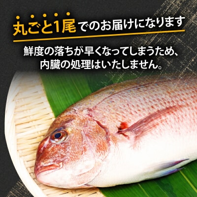 宇和海産 神経締め マダイ 1尾 こもこもShop D013-186001